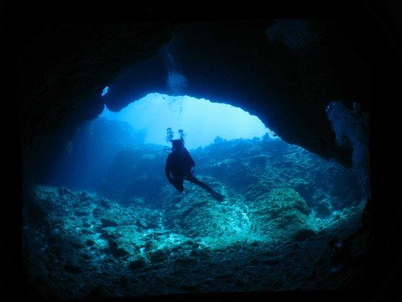 生物学上把动物分类，但是恐龙属于哪一类动物？游戏画面